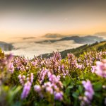 Foto einer Landschaft von Blumen mit Berg dahinter im Morgenlicht