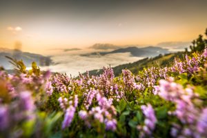 Foto einer Landschaft von Blumen mit Berg dahinter im Morgenlicht